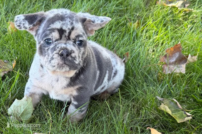 Korsak  – French Bulldog puppy for sale in Sturgis, MI
