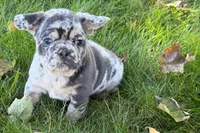 Korsak , a male French Bulldog for sale in Sturgis, MI – 1 of 10