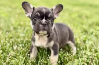 Marshall, a male French Bulldog for sale in Sturgis, MI – 7 of 10