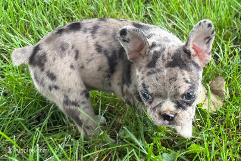 Vera – Frenchton puppy for sale in Sturgis, MI