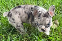 Vera, a female Frenchton for sale in Sturgis, MI – 1 of 6
