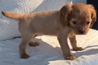 Sadie , a female Cavalier King Charles Spaniel for sale in Sturgis, MI – 2 of 10