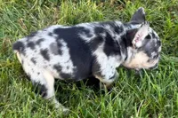 Calvin, a male French Bulldog for sale in Sturgis, MI – 7 of 9
