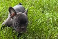 Vinny, a male Frenchton for sale in Sturgis, MI – 8 of 8