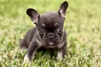 Mia, a female French Bulldog for sale in Sturgis, MI – 7 of 9