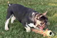 Marshall, a male French Bulldog for sale in Sturgis, MI – 7 of 10
