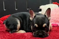 Zion , a male French Bulldog for sale in Sturgis, MI – 9 of 10