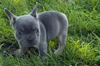 Ronnie, a male French Bulldog for sale in Sturgis, MI – 6 of 10