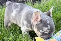 Russell, a male French Bulldog for sale in Sturgis, MI – 1 of 8