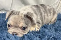 Hope, a female French Bulldog for sale in Sturgis, MI – Photo 5 of 7