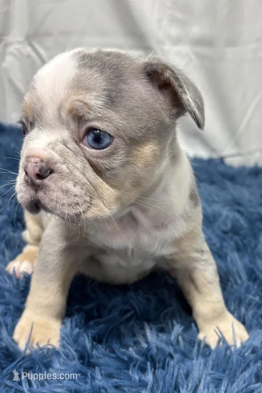 Hazel – French Bulldog puppy for sale in Sturgis, MI