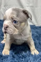 Hazel, a female French Bulldog for sale in Sturgis, MI – Photo 1 of 10