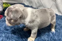 Hazel, a female French Bulldog for sale in Sturgis, MI – Photo 7 of 10