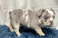 Hazel, a female French Bulldog for sale in Sturgis, MI – Photo 5 of 10