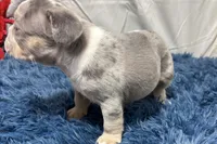 Hazel, a female French Bulldog for sale in Sturgis, MI – Photo 9 of 10