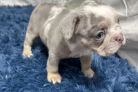 Hazel, a female French Bulldog for sale in Sturgis, MI – Photo 3 of 10