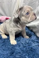 Hope, a female French Bulldog for sale in Sturgis, MI – Photo 7 of 7