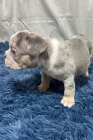 Hazel, a female French Bulldog for sale in Sturgis, MI – Photo 10 of 10