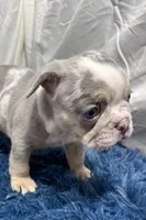 Hazel, a female French Bulldog for sale in Sturgis, MI – Photo 2 of 10