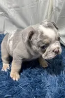 Hazel, a female French Bulldog for sale in Sturgis, MI – Photo 8 of 10