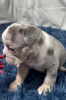 Hazel, a female French Bulldog for sale in Sturgis, MI – Photo 4 of 10