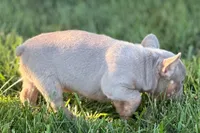 Babe, a female French Bulldog for sale in Sturgis, MI – 8 of 10
