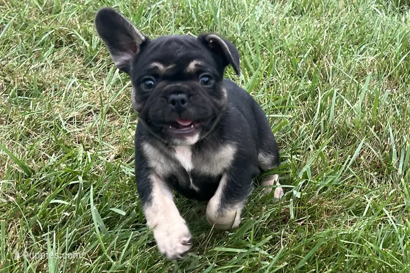 Grumpy – French Bulldog puppy for sale in Sturgis, MI