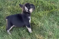 Coco, a female French Bulldog for sale in Sturgis, MI – 6 of 9