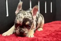 Zippy , a male French Bulldog for sale in Sturgis, MI – 6 of 6
