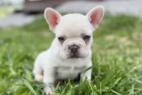 Stella, a female French Bulldog for sale in Sturgis, MI – 8 of 10
