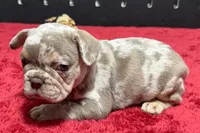 Lou, a  French Bulldog for sale in Sturgis, MI – 10 of 10