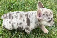 Kara, a female French Bulldog for sale in Sturgis, MI – 5 of 10