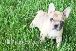 Velma  – Frenchton puppy for sale in Sturgis, MI
