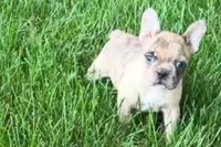 Velma , a female Frenchton for sale in Sturgis, MI – 1 of 8