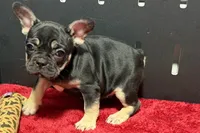 Zara , a male French Bulldog for sale in Sturgis, MI – 2 of 10
