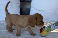 Sally, a female Cavalier King Charles Spaniel for sale in Sturgis, MI – 3 of 9