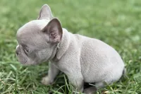 Cash, a male French Bulldog for sale in Sturgis, MI – 3 of 9