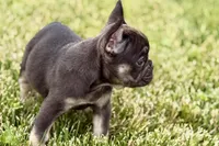 Mia, a female French Bulldog for sale in Sturgis, MI – 3 of 9