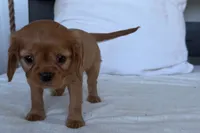 Susie, a female Cavalier King Charles Spaniel for sale in Sturgis, MI – 2 of 9