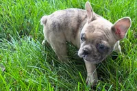 Velma , a female Frenchton for sale in Sturgis, MI – 8 of 8