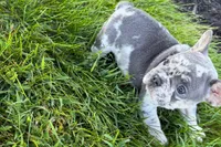 Rita, a female French Bulldog for sale in Sturgis, MI – 7 of 9