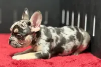 Zippy , a male French Bulldog for sale in Sturgis, MI – 8 of 10