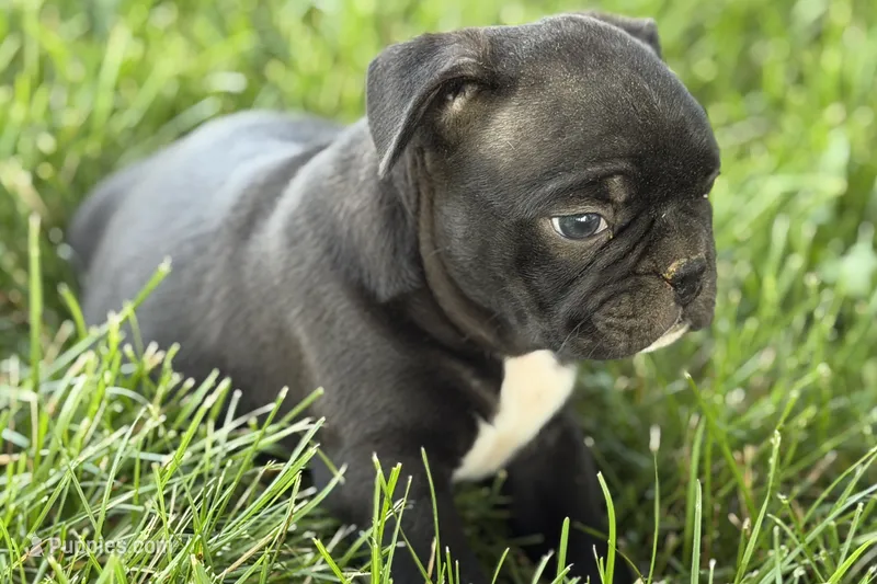 Quincy – Frenchton puppy for sale in Sturgis, MI