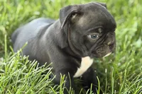 Quincy, a male Frenchton for sale in Sturgis, MI – 1 of 10
