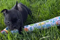 Paula , a female French Bulldog for sale in Sturgis, MI – 7 of 9