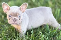 Babe, a female French Bulldog for sale in Sturgis, MI – 9 of 10