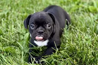 Queenie, a female Frenchton for sale in Sturgis, MI – 4 of 9