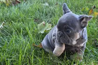 Kanto , a male French Bulldog for sale in Sturgis, MI – 4 of 9
