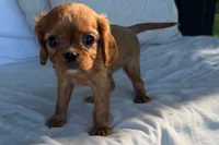 Stacy, a female Cavalier King Charles Spaniel for sale in Sturgis, MI – 6 of 9