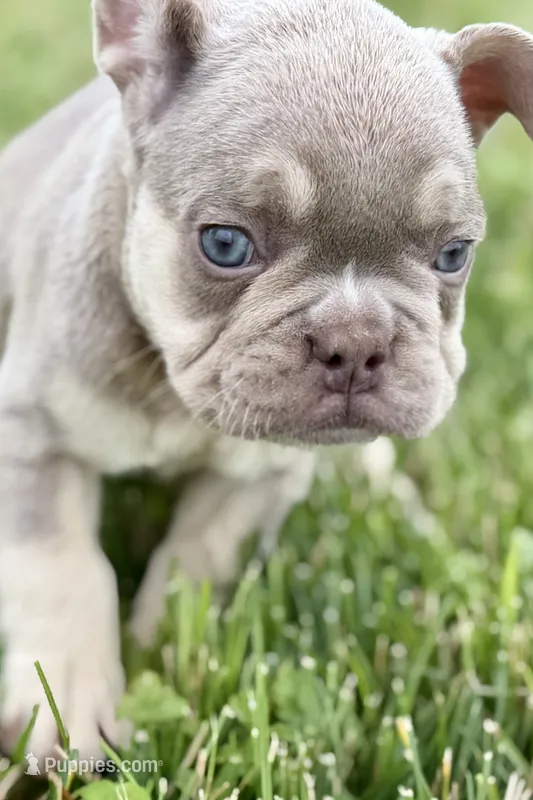 Milo – French Bulldog puppy for sale in Sturgis, MI